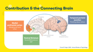 Slide showing the different regions of the adolescent brain and how it related to contribution